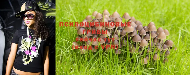 Псилоцибиновые грибы Psilocybine cubensis  Ейск 